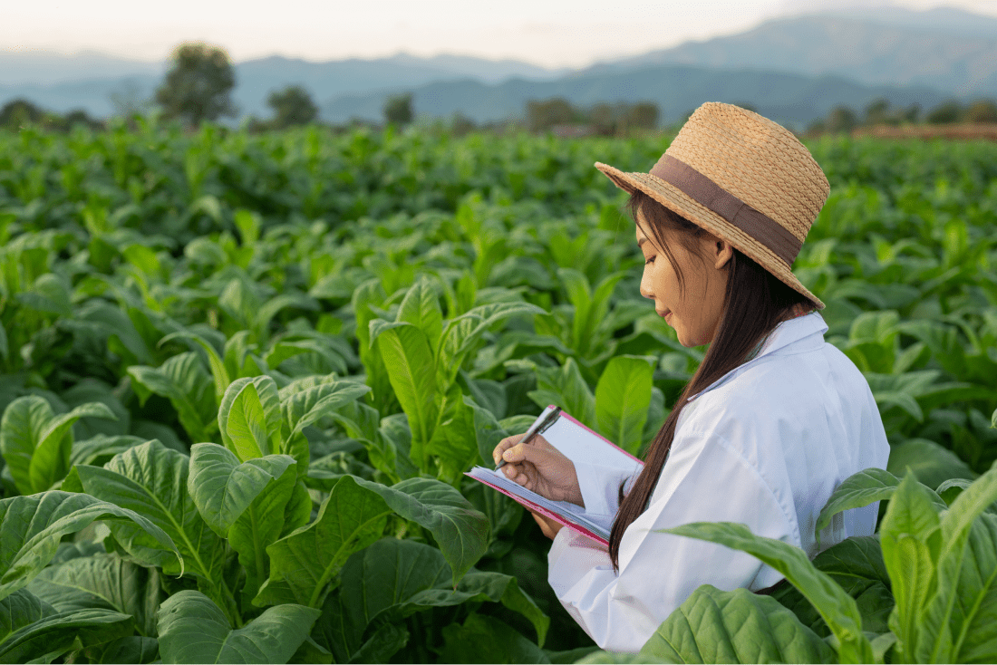 tobacco-field-about.png