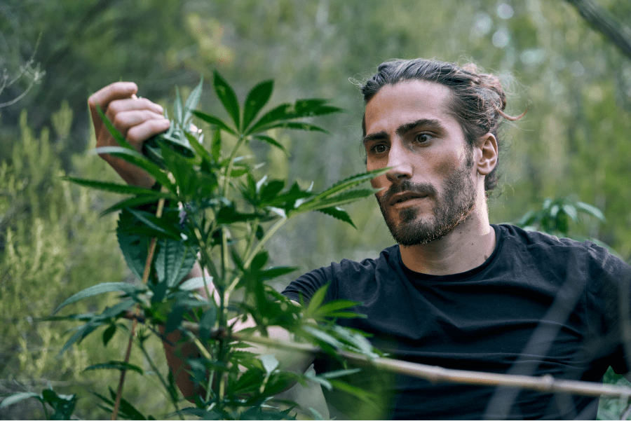 young-caucasian-man-taking-care-large-cannabis-plants-garden-1.png